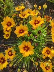yellow chrysanthemum flowers