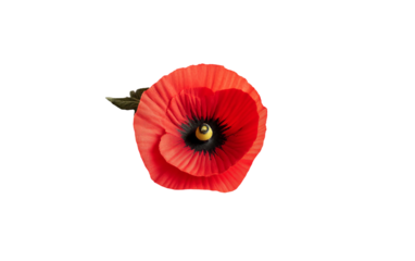 Red poppy flower pinned on nurse uniform as a heartfelt tribute to service and remembrance isolated on transparent background PNG