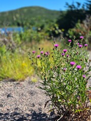 flowers in the mountains
