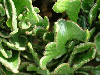 Close-up of euphorbia lactea cristata, also known as crested elkhorn, coral cactus or candelabra plant, growing at Volunteer Park Conservatory