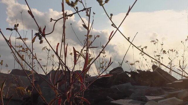 Altm&uuml;hltal Steinbruch Jurakalk Blumen Sonnenuntergang Stein Platten Pionierpflanze
