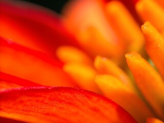 abstract macro background close-up