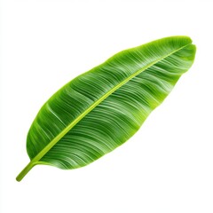 Single green banana leaf isolated on white background