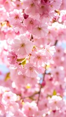 Close-up of delicate pink cherry blossoms (1)