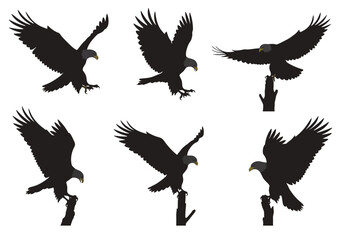 Obraz premium Set of Black Eagle Silhouettes in Various Poses.