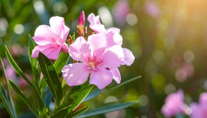 Fototapeta premium Close-up of delicate pink flowers (1)