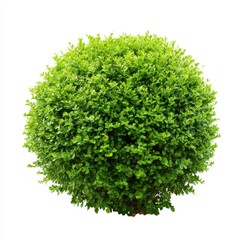 Obraz premium A perfectly round green shrub isolated on white background