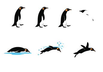 Fototapeta premium Emperor Penguin in Various Actions: Standing Jumping Diving and Swimming.