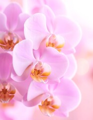 Close-up of delicate pink orchids