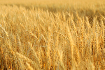 Golden wheat ears growing in field, closeup