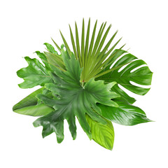 Green tropical leaves isolated on white. Composition of lush foliage
