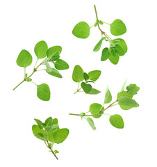 Fresh oregano plant branches falling against white background