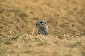 A Cape ground squirrel (Geosciurus inauris) sticks its head out of its burrow