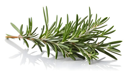 Fototapeta premium Fresh Rosemary Sprig in Sharp Focus, Isolated on Pure White Background, Culinary Herb Highlight with Natural Texture and Vibrant Green Color
