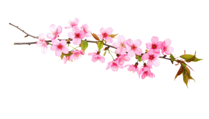 Minimal cherry blossom vine design PNG