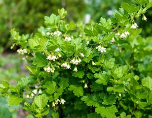 Obraz premium Close-up of flowering shrub with small white blossoms
