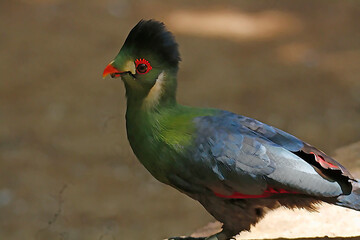 White Cheek Turaco
