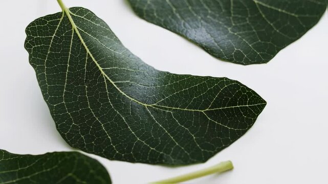Close-up view of dark green leaves with intricate vein patterns against a white background