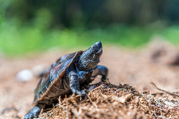 Mauremys reevesii, commonly known as the Chinese pond turtle, the Chinese three-keeled pond turtle, or Reeves' turtle, is a species of turtle in the family Geoemydidae © FuadiAfif