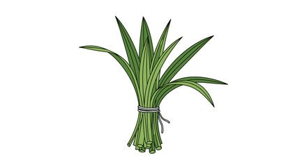 Obraz premium Pandan Leaves Bundle Illustration. Fresh Green Tropical Plant, Culinary Ingredient for Asian Cuisine & Fragrance