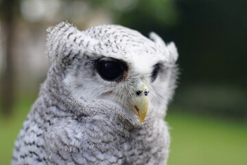 The barred eagle-owl (Ketupa sumatrana), also called the Malay eagle-owl, is a species of eagle owl in the family Strigidae. It is a member of the large genus Ketupa, which is found on most of the wor