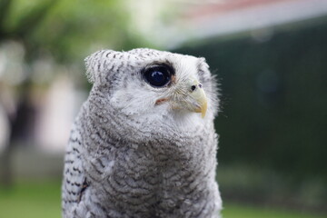 The barred eagle-owl (Ketupa sumatrana), also called the Malay eagle-owl, is a species of eagle owl in the family Strigidae. It is a member of the large genus Ketupa, which is found on most of the wor