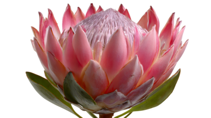Protea flower with spiky pink on white background