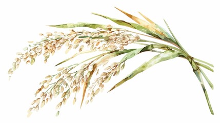 Elegant watercolor rice plant illustration for natural food concepts and organic agriculture designs