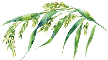 Elegant watercolor illustration of vibrant green oat stalks for a botanical design project or natural aesthetic
