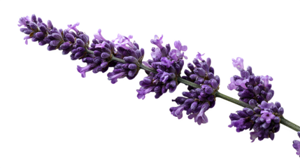 Purple lavender stem with tiny flower on white background 
