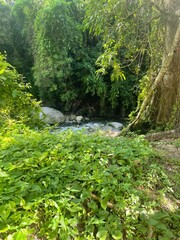 Lush jungle scene with a flowing river partially hidden behind vibrant green foliage and trees.