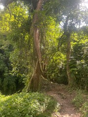 Sunlit jungle trail winding past a towering tree wrapped in thick vines.