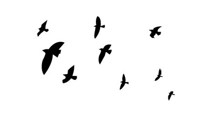 A minimalist bird silhouette design showing a flock of soaring birds in flight, isolated on a white background for easy use.