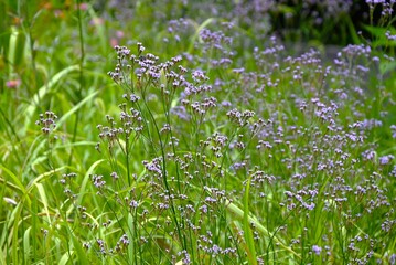 Brazilian vervain (Verbena brasiliensis) flowers. Verbenaceae perennial plants. Grows along riverbanks and roadsides, producing small, pale purple, star-shaped flowers in summer.