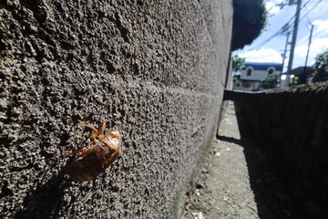 セミの抜け殻