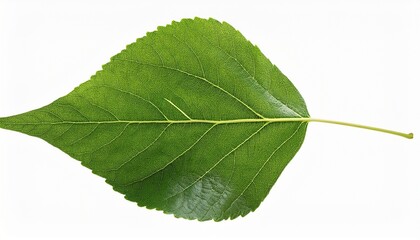 Fototapeta premium green poplar leaf with detailed veins isolated on white background
