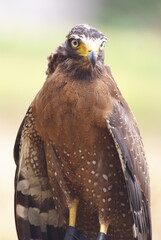 The crested serpent eagle (Spilornis cheela) is a medium-sized bird of prey that is found in forested habitats across tropical Asia