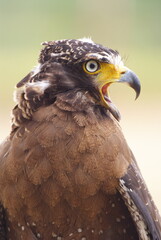 The crested serpent eagle (Spilornis cheela) is a medium-sized bird of prey that is found in forested habitats across tropical Asia