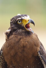 The crested serpent eagle (Spilornis cheela) is a medium-sized bird of prey that is found in forested habitats across tropical Asia