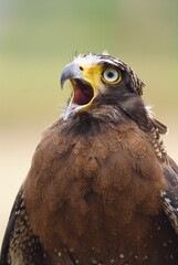 The crested serpent eagle (Spilornis cheela) is a medium-sized bird of prey that is found in forested habitats across tropical Asia