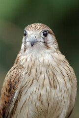 Close-up of a falcon with sharp eyes and detailed feathers, captured with a blurred natural background. Perfect wildlife portrait showing strength and elegance.