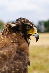 The crested serpent eagle (Spilornis cheela) is a medium-sized bird of prey that is found in forested habitats across tropical Asia