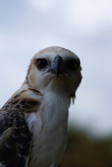 Changeable Hawk-Eagle (Nisaetus cirrhatus) in bright morph, showing detailed plumage, sharp beak, and intense gaze against a blurred green forest background.