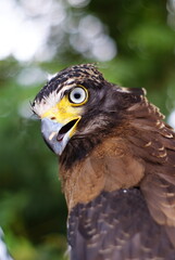 The crested serpent eagle (Spilornis cheela) is a medium-sized bird of prey that is found in forested habitats across tropical Asia