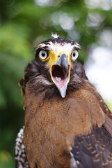 The crested serpent eagle (Spilornis cheela) is a medium-sized bird of prey that is found in forested habitats across tropical Asia