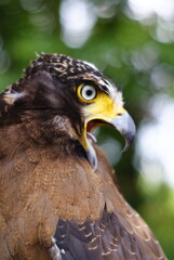The crested serpent eagle (Spilornis cheela) is a medium-sized bird of prey that is found in forested habitats across tropical Asia