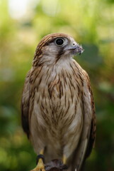 Close-up of a Burung Alap-alap kawah (Falco peregrinus) muda atau Kestrel (Falco sp.) with sharp beak and talons gripping prey. The raptor's feathers and intense eyes are captured.