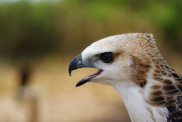 Side profile of a Changeable Hawk-Eagle (Nisaetus cirrhatus) in bright morph, showing detailed plumage, sharp beak, and intense gaze against a blurred green forest background.