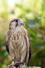 Close-up of a Burung Alap-alap kawah (Falco peregrinus) muda atau Kestrel (Falco sp.) with sharp beak and talons gripping prey. The raptor's feathers and intense eyes are captured.