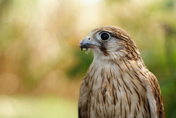 Close-up of a Burung Alap-alap kawah (Falco peregrinus) muda atau Kestrel (Falco sp.) with sharp beak and talons gripping prey. The raptor's feathers and intense eyes are captured.